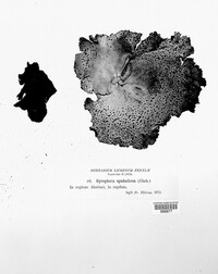 Umbilicaria spodochroa image